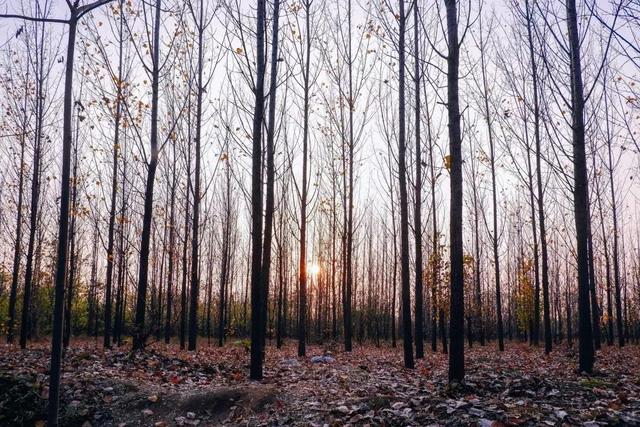 郑州周边免费景点，郑州最近免费旅游景点大全（不出郑州的8个赏花遛娃地）