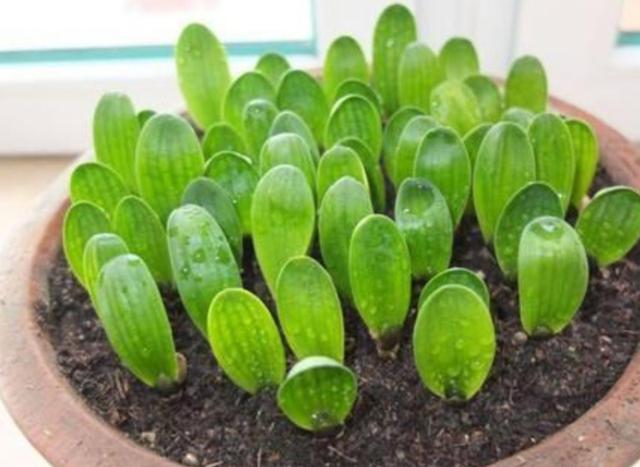 君子兰种子怎么种，君子兰的种子怎样育苗