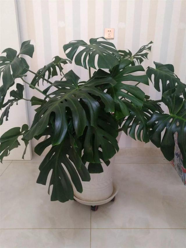 龟背竹的水养方法和注意事项，养龟背竹用对土