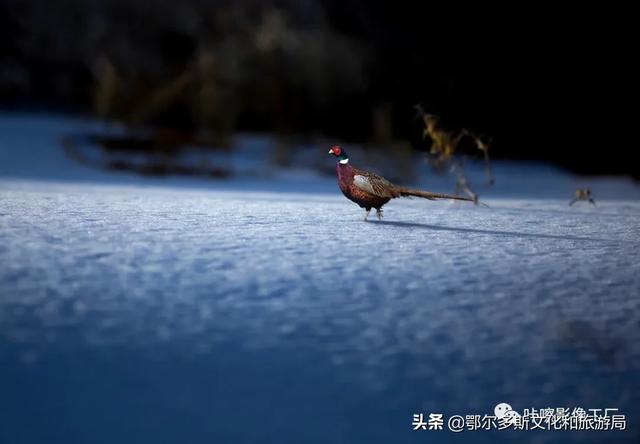 鄂尔多斯非洲野生动物世界，鄂托克旗的野生动物们