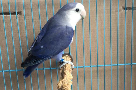 牡丹鹦鹉品种介绍大全，面类牡丹鹦鹉的所有品种