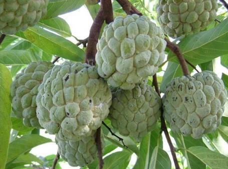常见的水果种类100种释迦果，除了蓝莓、车厘子你知道几种
