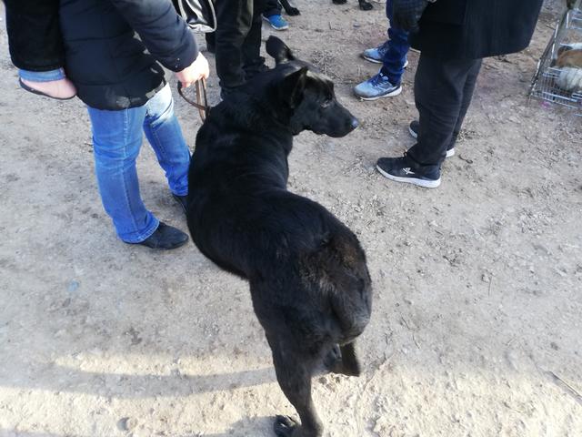 1个月黑狼犬出售，黑狼犬幼犬出售1000元买到两条（买家无奈请求卖家帮忙搬运）