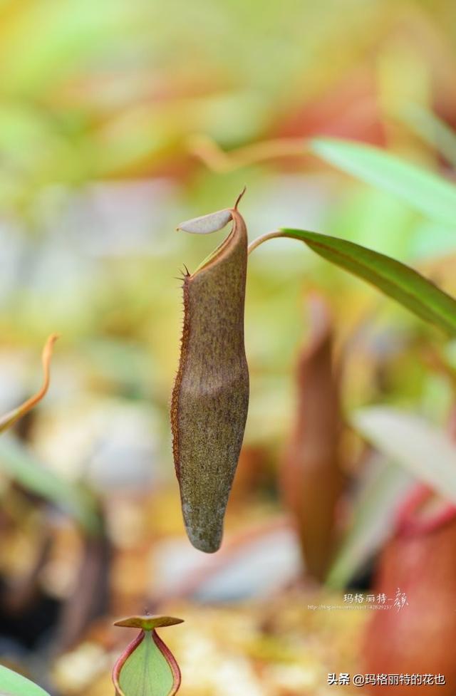 通向死亡的甜蜜诱惑，什么猪笼草是最好养（大量吸食它，可致人瘫痪、死亡）