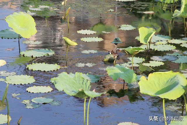 野鸭有飞翔能力吗，天上飞水中潜地面走