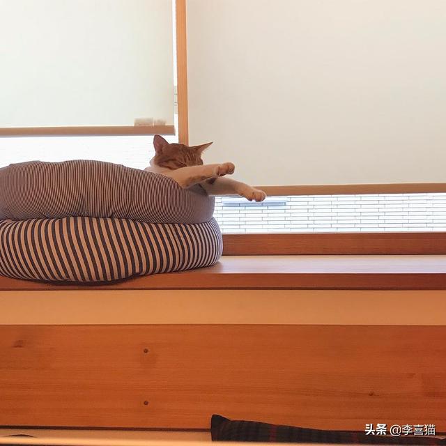 猫流眼泪怎么回事，猫咪有时候会流泪是怎么回事（猫咪流眼泪是因为“感动”而哭——关于猫流眼泪的真相）
