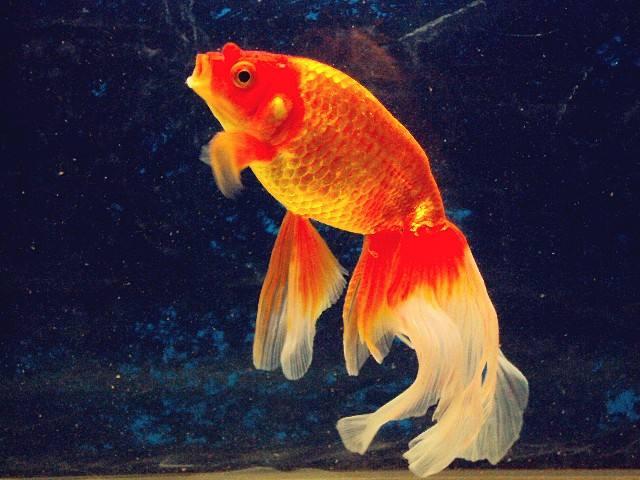 史上最全的金鱼品种，你们喜欢什么品种的金鱼