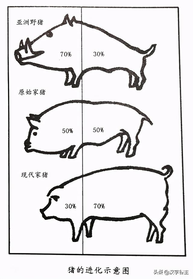豕的由来，豕的由来（从豕字到