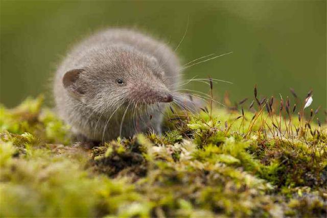 鼩鼱，水鼩鼱喂养幼崽