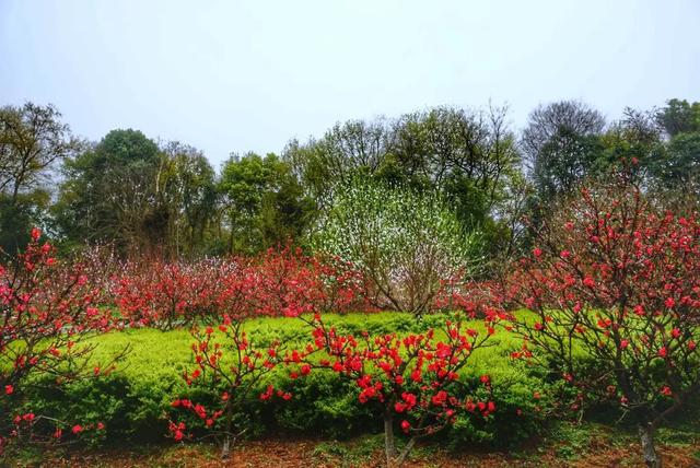 杏花桃花几月份开，2023北京赏花攻略