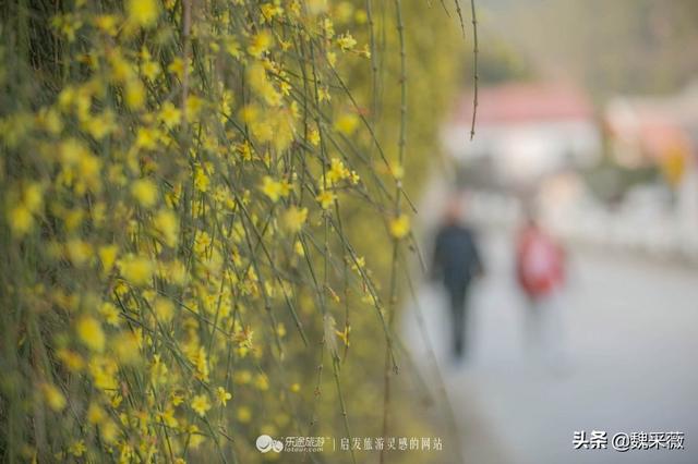 泰安荷花景点推荐，各种花儿次第开放