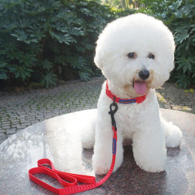 遛狗遇到不牵绳狗狗怎么办，尽早让狗狗适应牵绳