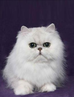 世界名猫品种，世界名猫品种大全