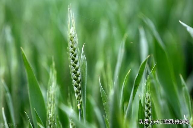 小麦种植的基本方法，这套从实践中总结出来的小麦高产栽培技术