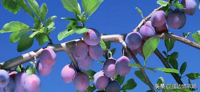 冰冻西梅的吃法，美味我们是认真的