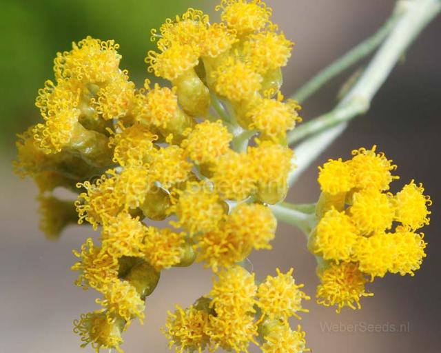 永久花精油的功效，永生花精油香氛（用哪些精油可以抗衰老）
