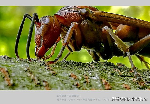 蜜蜂如何预防胡蜂，现在正是胡蜂最多的时候