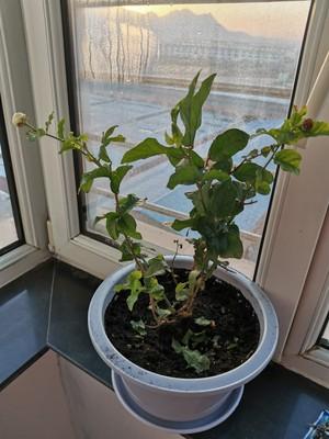 茉莉花的养殖方法和注意事项，茉莉盆栽的养殖方法和注意事项（立春“茉莉花”）