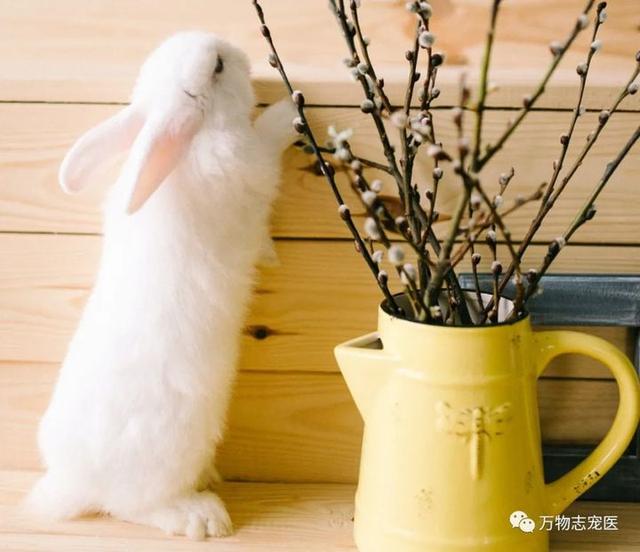 宠物兔可以吃吗，宠物兔养太大了能吃吗