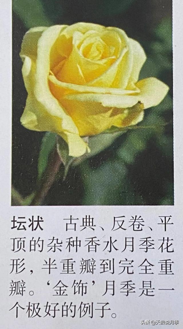 颜值高花期长的月季，七种优秀盆栽月季