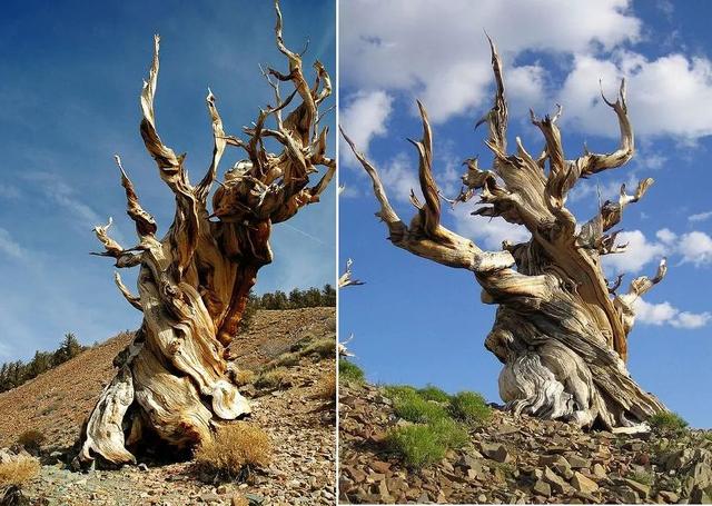 桃花树儿童画简单又漂亮，少儿美术《最美桃花节》