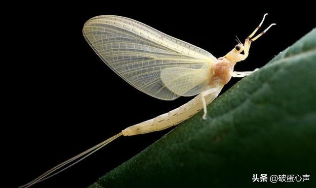 蜉蝣的生命意义，34朝生暮死