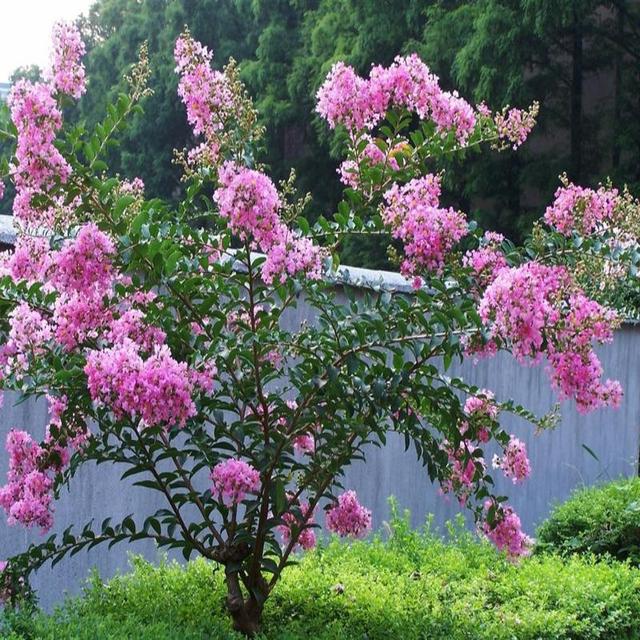 二十种风水树排名，5种富贵树