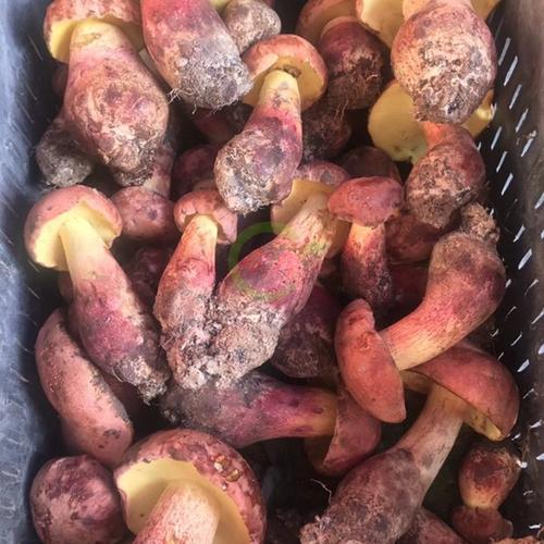 常见的十种食用菌，分享几种可以食用的菌