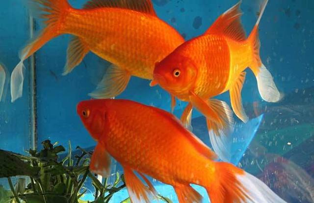 锦鲤和金鱼的区别，小鲤鱼和草金锦鲤的区别（锦鲤草金锦鲫傻傻分不清楚）