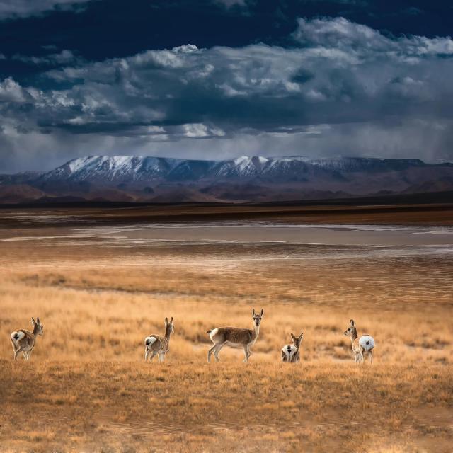 道德经悟道技巧，树袋熊大话助读《道德经》第十六章