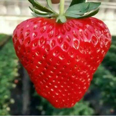 辽宁的物产有哪些，辽宁特有的水果