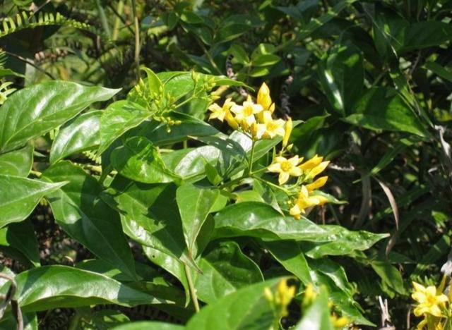 八种常见有毒花，这15种大毒花