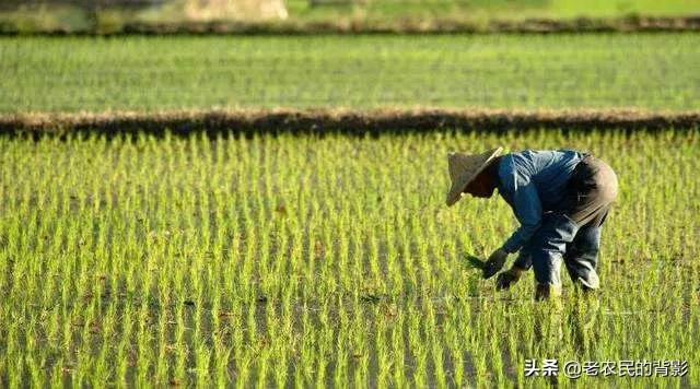 天下乌鸦一般黑什么意思，民间故事天下乌鸦一般黑意思