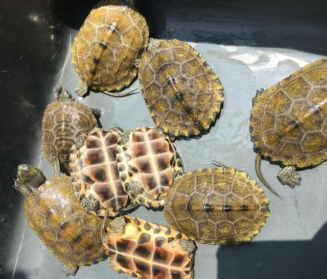 十大最好养的乌龟，最好养的乌龟品种（MatriMax游戏魔方评测）