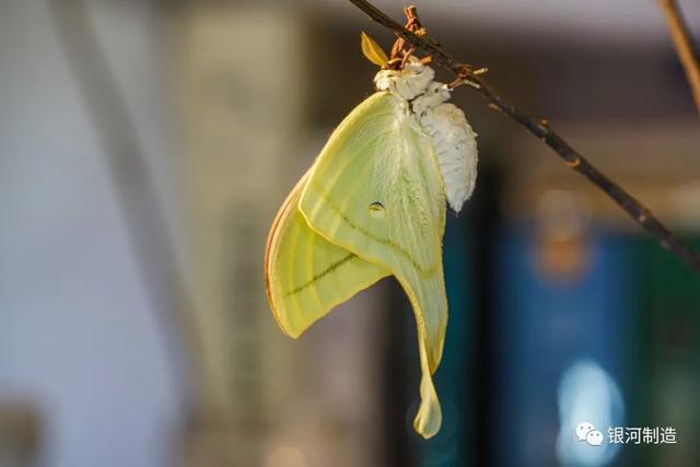 有哪些常见的飞蛾，自然记录蛾生一瞬