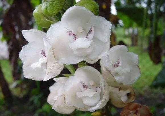 所有国家的代表性花，北美洲国家国花象征代表