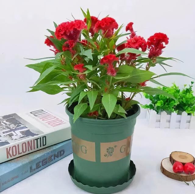 一年四季红的花卉有哪些，常见的10种全年开花的植物