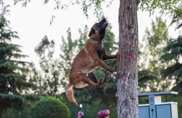 马犬和德牧哪个凶，德牧田园犬和马犬哪个好（看完你会选择谁呢）