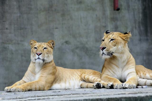 黑人白人黄种人怎么演变的，分离了7万年的黄种人