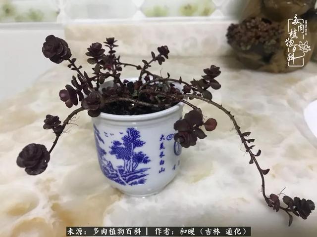 买肉，买肉的正确方法和注意事项