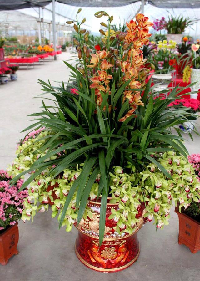 每年春节养什么花好看，7种春节好运花