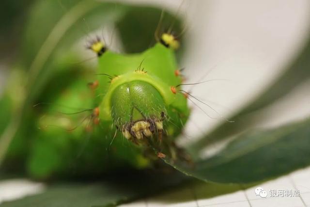 有哪些常见的飞蛾，自然记录蛾生一瞬