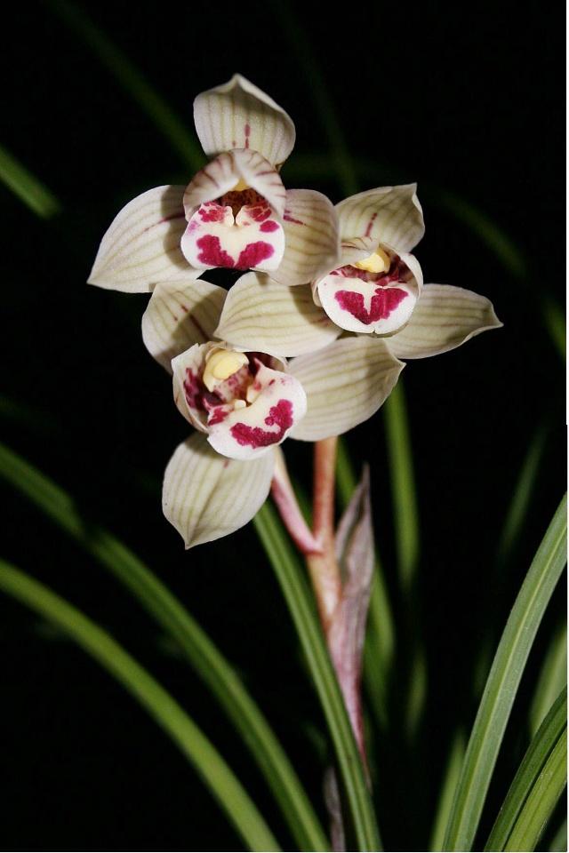 野生兰花五到七月开的是什么兰花，细说5款兰花珍品