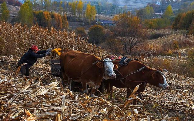 山中留客诗词欣赏，原创诗词杜明新