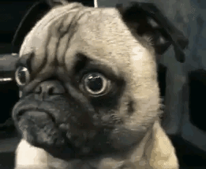 阿拉斯加犬小时候，狗一般有几个月就长成大狗了（毛茸茸的一团太可爱了吧）