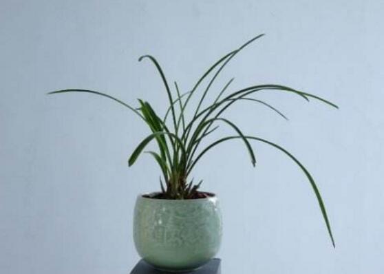 兰花能放在卧室吗，兰花冬天可以放卧室吗（这十种花，卧室不要摆放）