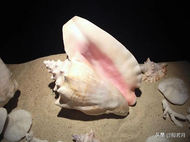 砗磲和白蝶贝，你只知道贝王砗磲