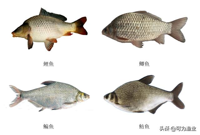 常见的十大淡水鱼，常见淡水鱼图片大全