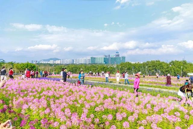 深圳哪个海边值得去，深圳私藏的10个看海好去处