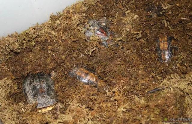 鼠茅草怎么养效果最好，黄缘过冬好搭档